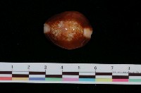 藏品(雪山寶螺)的圖片